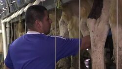 Wisconsin Researchers Aim to Make Cows Happier News Clip