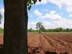 Dolly, Landscape young plant field Stock Footage