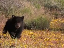 MS TS ZO Baby Black Bear (Ursus americanus) jumps through bush and runs toward camera.Utah /Utah, USA Stock Footage