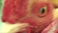 A Dallas hardware store owner isn't surprised when new customers have their feathers ruffled over the shop's mascot. The AP's John Mone explains why a rooster has people flying into this particular coop. (May 8) Instructional Video