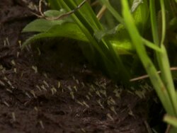 T/L Pilobolus dung fungi on cow dung moving to sun take 3, UK Stock Footage