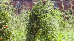 Senior man picking tomatoes in his allotment Stock Footage