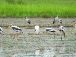 flock of painted stork bird, feeding on nature Stock Footage