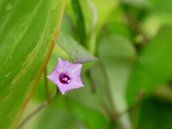 CU Three lobe morning glory flower shaking by wind and raindrop on flower / Hilo, Big Island,Hawaii, United States Stock Footage
