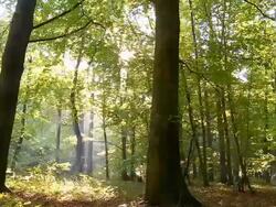 HD DOLLY: Green Forest Stock Footage