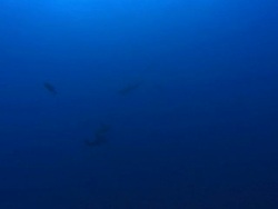 Bottlenose Dolphins, Mexico  Stock Footage