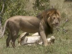 MS PAN Lions mating / Tanzania  Stock Footage