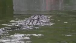 A crocodile glides across a swamp. Stock Footage