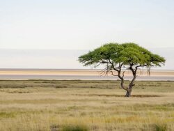 LS Solitary Tree In African Savannah Stock Footage