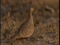 MS Sand Grouse walking along ground, alert, Gujarat, India Stock Footage