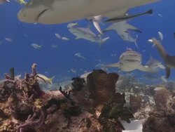 School of sharks coming at camera Stock Footage