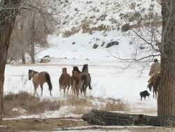 WS Horses walking in snow with cowboy, cowgirl and dogs / Shell, Wyoming, United States Stock Footage