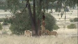 Lions swing on a suspended carcass in a tree in South Africa. Stock Footage