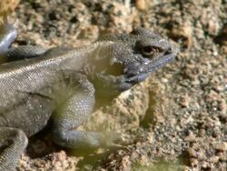 MS ZO Shot of Southern rock agama lying and sunbathing on granite boulder / Namaqualand, Northern Cape, South Africa Stock Footage