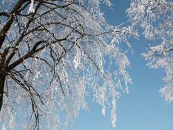 Winter Trees Stock Footage