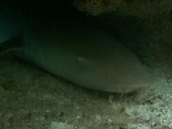 Tawny nurse shark, Nebrius ferrugineus, under rock outcrop, Aldabra, Indian Ocean  Stock Footage