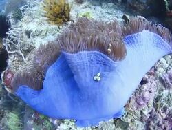 Anemon Fish Nemo Stock Footage