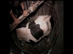 Weeks before Gaza residents celebrate the Muslim festival Eid al-Adha, the tunnels leading to the Gaza Strip from Egypt are busy smuggling cows for the holiday feasts. News Clip