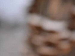 Mushrooms Stock Footage