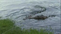 Alligators chew the meat of a wildebeest in Florida. Stock Footage