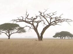 WS African trees on savanna / Lindberg, North west, South Africa Stock Footage