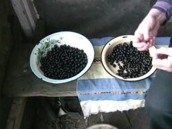 Selecting fruits Stock Footage