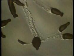 T/L slime mould, Polyspondilium growing Stock Footage