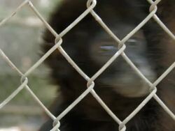 Captivity 3 Stock Footage