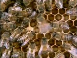 MS High angle, Honey Bee (Apis mellifera) performing waggle dance in hive, England Stock Footage