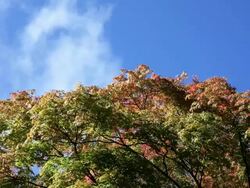 Autumn clouds and Maple trees, Westonbirt, Gloucestershire, UK Stock Footage