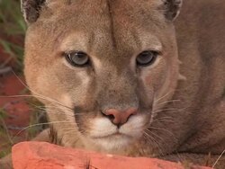 CU Headshot of Mountain Lion (Puma concolor). /Utah, USA Stock Footage