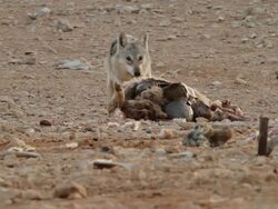 Desert wolf eats sheep, Israel Stock Footage