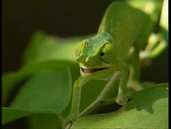 MCU high angle, small green chameleon looking around Stock Footage
