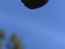 SLO MO apple falling through frame, blue sky Stock Footage