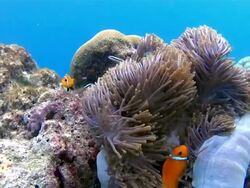 Maldives clown fish in a anemone Stock Footage