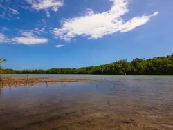 Mangrove timelapse Stock Footage