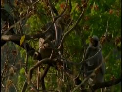 MS Hanuman Langur, Semnopithecus entellus, pair of Langurs in tree, Bandhavgarh National Park, India Stock Footage