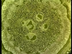 Microscopic cross sectional view through woody stems to show vascular bundles, xylem, cambium, phloem Stock Footage