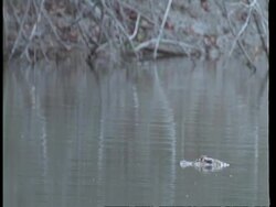 MS Caiman floating through water, South America Stock Footage