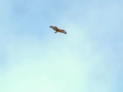 MS TS Shot of Steppe Buzzards (Buteo Buteo vulpinus) thermalling on migration/ Eilat mountains / Eilat, Negev Desert, Israel Stock Footage