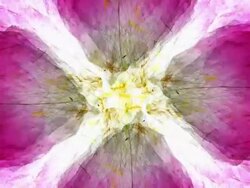 ROSE : four petal (TRANSITION) Stock Footage