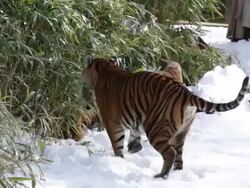 Animals At Washington's National Zoo Enjoy The Winter Weather Stock Footage