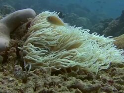 Pink Anemonefish Stock Footage