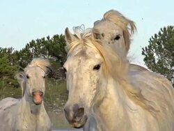 MS TS SLO MO Camargue horse herd galloping through swamp / Saintes Marie de la Mer, Camargue, France Stock Footage