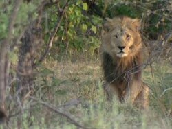 MS Shot of lion sitting observing surroundings / Okavango Delta, North-West District, Botswana Stock Footage