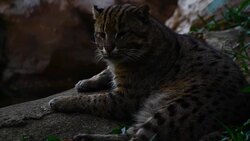 Fishing Cat (Prionailurus viverrinus ) portrait. Stock Footage