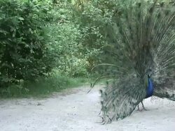 Peafowl 3-10: HD 1080/60i Stock Footage