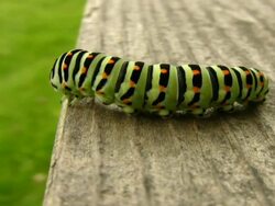 PAL: Swallowtail caterpillar Stock Footage