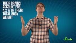 The Strange Anatomy of Hummingbirds Instructional Video