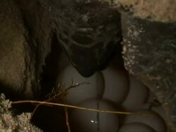 CU Green Turtle laying eggs, rear view, Sangalaki, Indonesia Stock Footage